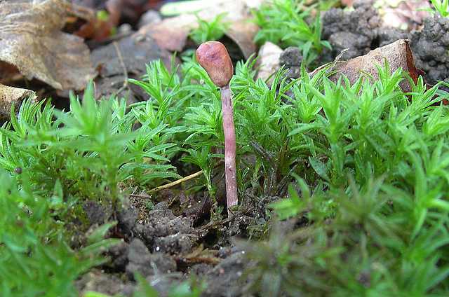 Funghi cittadini